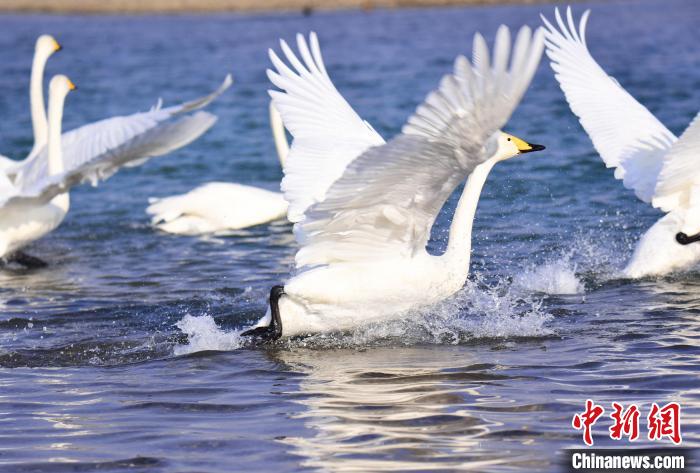 嬉戏、飞翔、争食的野生天鹅为新年开都河湿地增添喜气。　白克斌 摄