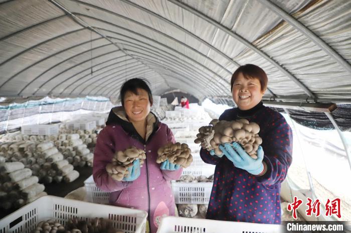 2月4日，铭传乡蘑菇种植基地农民展示采摘的新鲜蘑菇。　陈家乐 摄