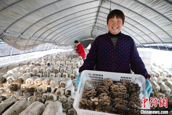 2月4日，铭传乡蘑菇种植基地农民在采摘新鲜蘑菇。　陈家乐 摄