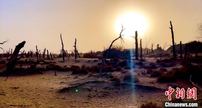 干枯的胡杨散布在沙漠之中。　阿力木江？胡加布都拉 摄