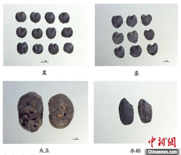 植物遗存。　山西省考古研究院供图