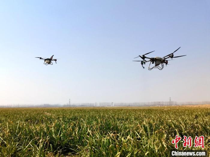 在山东省嘉祥县纸坊镇黄村的高标准农田里，无人机和植保机在田间穿梭。赵九龙 摄