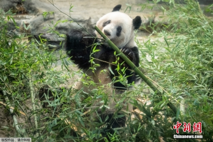 “香香”出生于2017年6月，父母分别为中国旅日大熊猫“比力”与“仙女”。由于“香香”父母是从中国出借的大熊猫，它们产下的幼崽所有权属于中国。