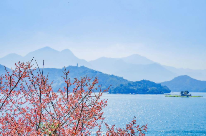 台湾日月潭樱花季