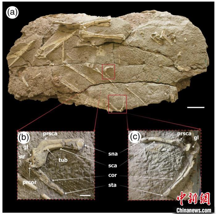 与哈密翼龙头骨等化石保存在一起的肩带标本。　中科院古脊椎所 供图
