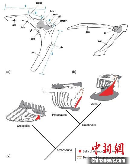 哈密翼龙肩胛乌喙骨与鸟类肩带形态对比，以及肩关节和喙上肌重建示意图。　中科院古脊椎所 供图