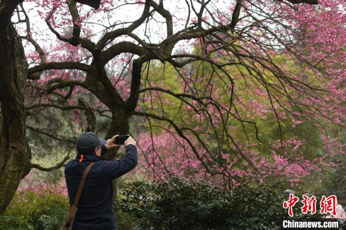 浙江文旅观察：梅花旅游只配“拍照打卡”吗？