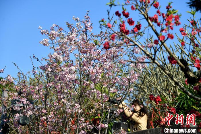 图为游客在福州乌山景区赏花。　吕明 摄