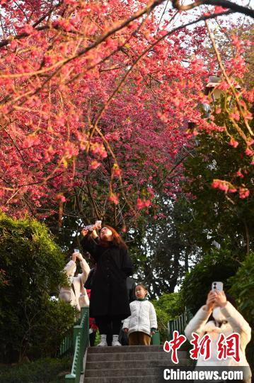 图为福州乌山景区山樱花盛开吸引游客拍照。　吕明 摄