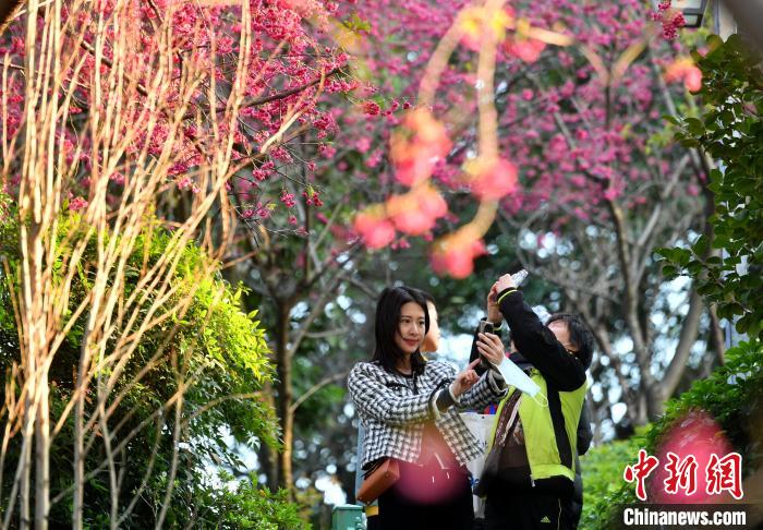 图为游客在福州乌山景区赏花。　吕明 摄