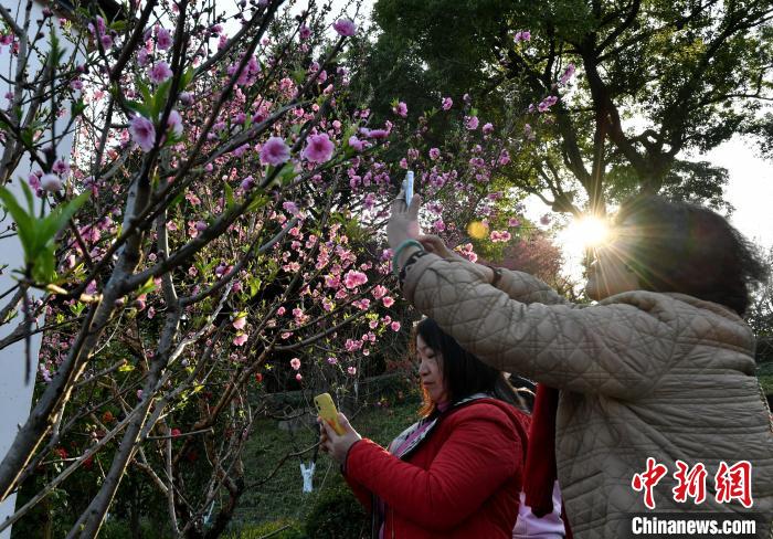 图为游客在福州乌山景区赏花。　吕明 摄