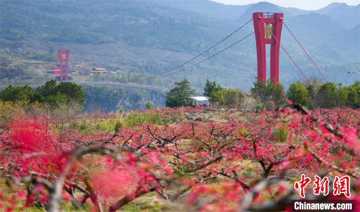 岭南春来早广东连州万亩桃花盛开引游人