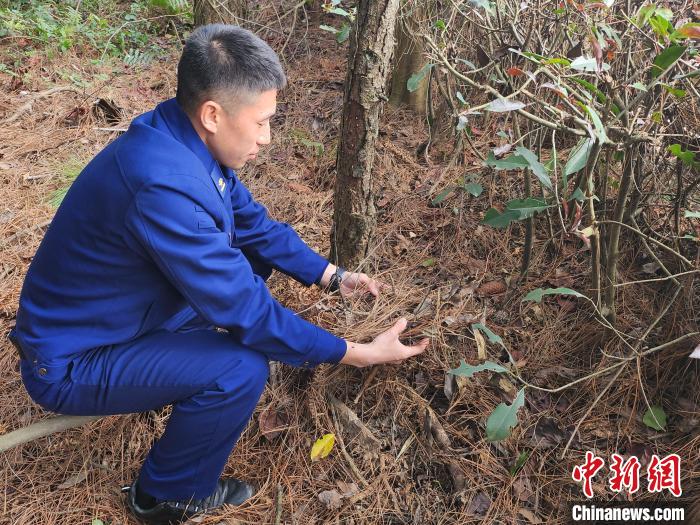 消防员对林下可燃物载量进行勘察。　卢文锋 摄