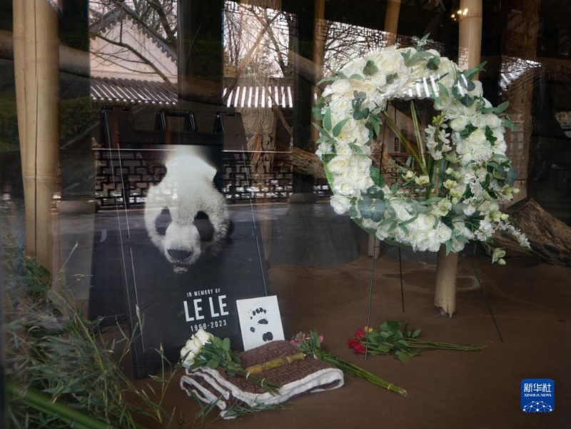 2月4日，好意思国田纳西州孟菲斯动物园摆放了记挂大熊猫“乐乐”的相片和鲜花。（图源：新华社）