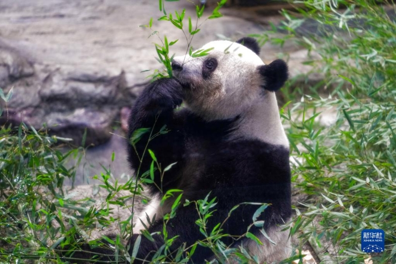 这是2月19日在日本东京上野动物园拍摄的大熊猫“香香”。（图源：新华社）