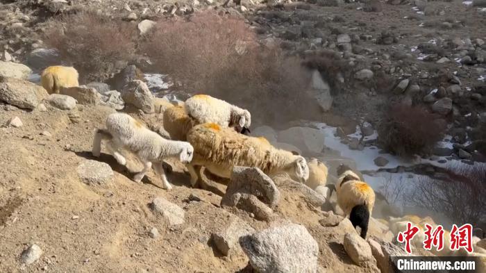 每年的2月底到4月中下旬，新疆巴州和硕县的牧民都要赶着牛羊，从冬季牧场转场到山里的春季牧场。　龚其克加甫 摄
