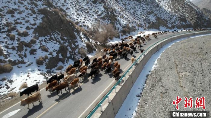 延绵数百米的10万头牲畜翻越天山，牲畜转场成为牧区一道别样的风景线。　加亚巴图 摄