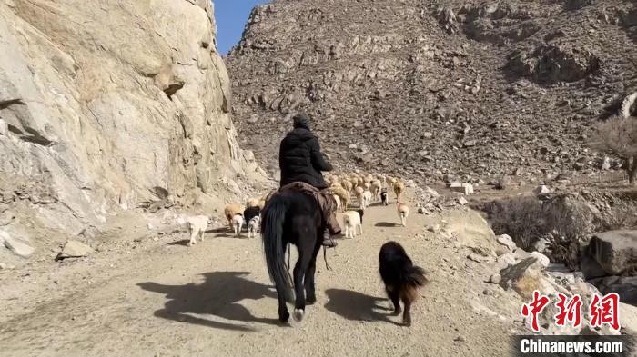 随着天气的日渐回暖，新疆巴州和硕县牧民踏着早春开始了一年一度的春季转场。　龚其克加甫 摄