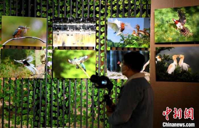 市民观看精美的鸟类图片展。　王东明 摄