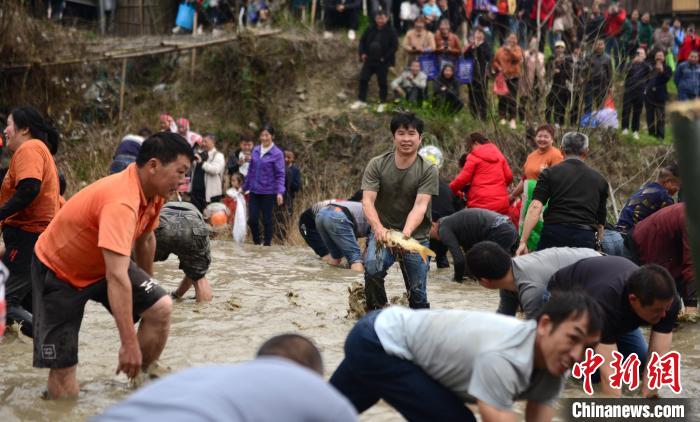 3月6日，广西桂林市龙胜各族自治县三门镇同烈村，瑶族民众在参加“浑水摸鱼”。　潘志祥 摄