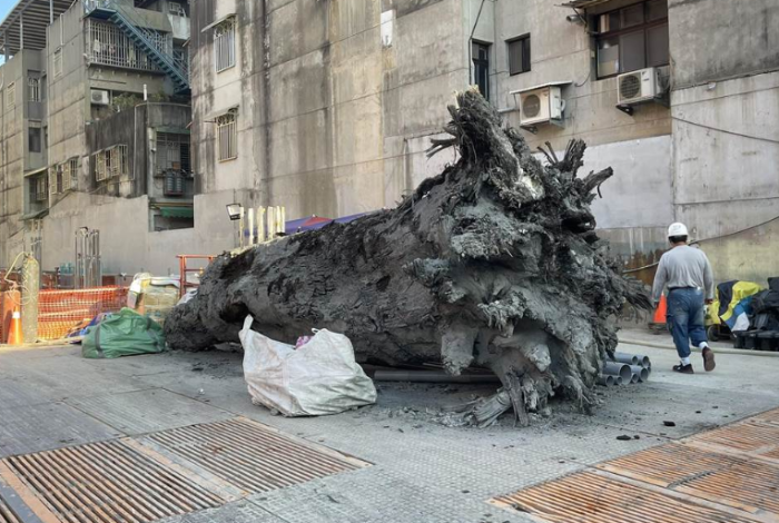 新北树林工地挖出「千年古木」