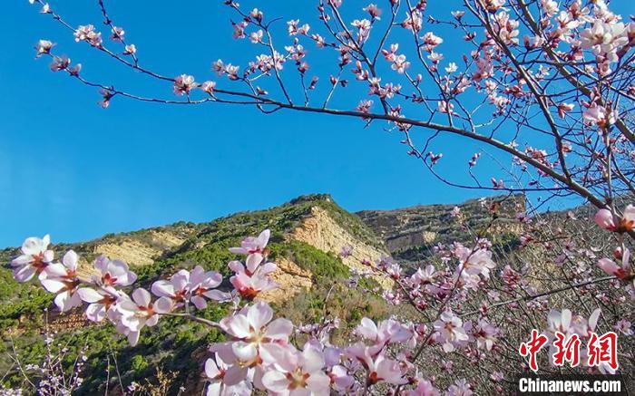 革命老区左权桃花盛开再现民歌《桃花红杏花白》景色