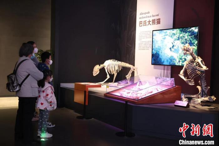 图为游客了解巴氏大熊猫的起源。　李晨 摄