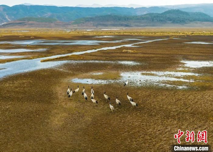 东方白鹳在乐安湿地与黑颈鹤混群。　税鸿 摄