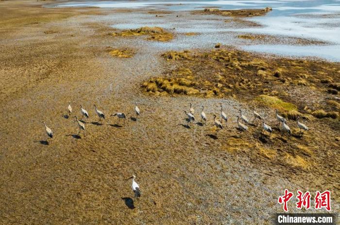 东方白鹳在乐安湿地与黑颈鹤混群。　税鸿 摄