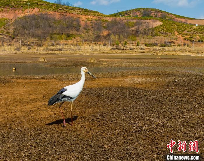 东方白鹳在乐安湿地在湿地浅水区轻盈踱步。　税鸿 摄