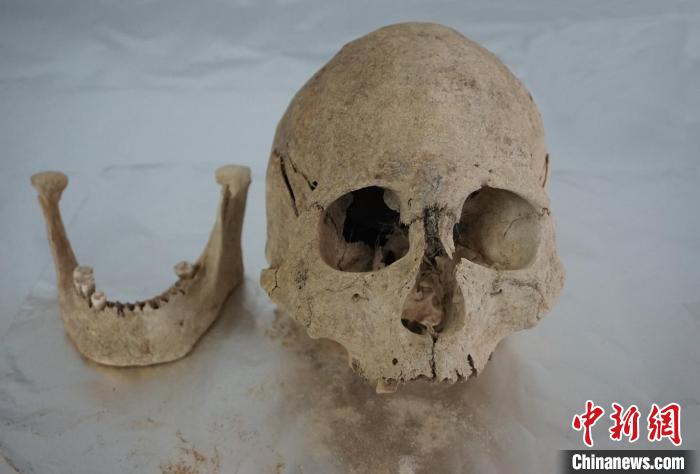 来自青藏高原东北部共和盆地宗日遗址、距今约4500年的头骨和下颌骨。　中科院古脊椎所 供图