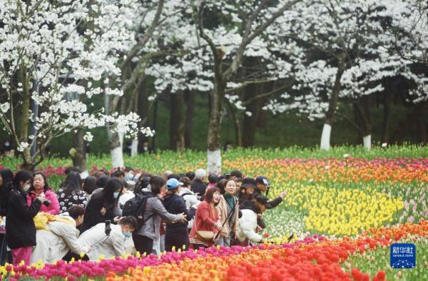 春日花开