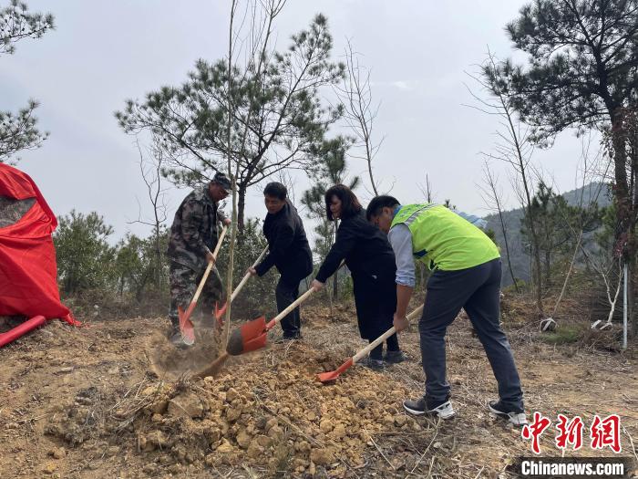 “樟台青年林”植树活动现场。　永泰县委台港澳办 供图