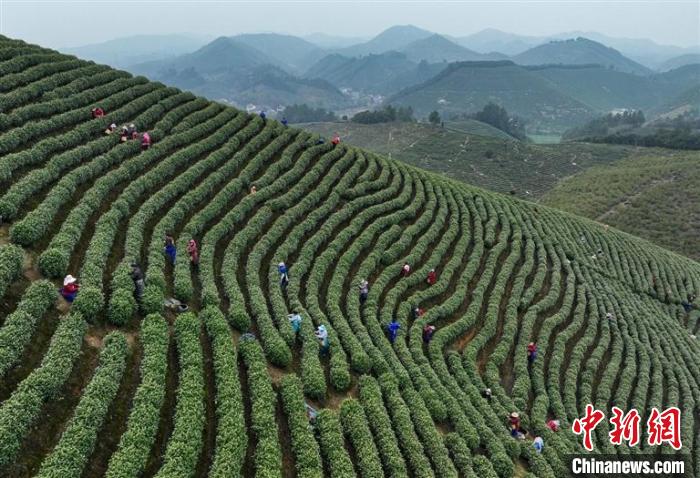 《茶经》故里“新茶经”：增量求精书写别样“共富策”