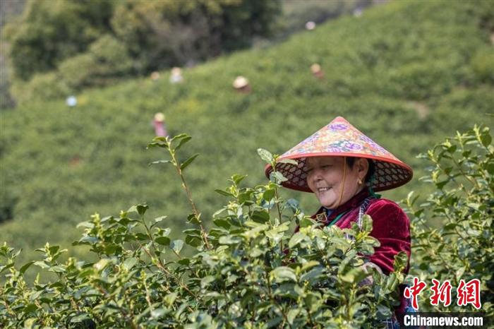 采茶工正在采茶 伊凡 摄