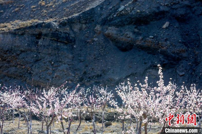 贺兰山下盛开的山桃花。　赖盛龙 摄