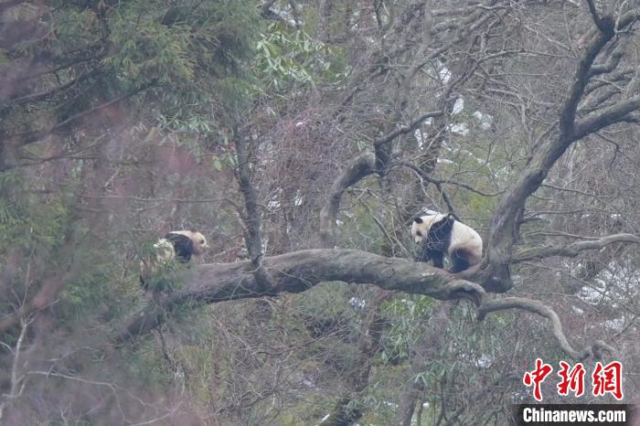 四川青川巡护员连续两天在同一地点拍摄到野生大熊猫