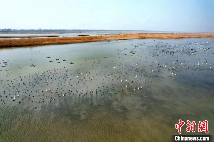 今春过境天津留鸟超55万只 珍稀鸟类数目削减
