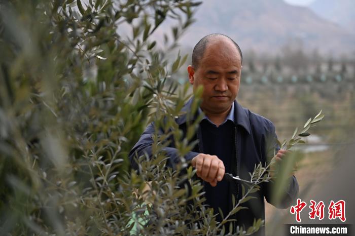 甘肃陇南大山里的“油橄榄人”：28载护“一株树”