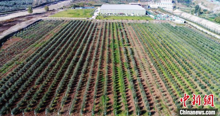 图为位于武都区的祥宇生态园超粗放油橄榄树模基地。(质料图) 李董 摄