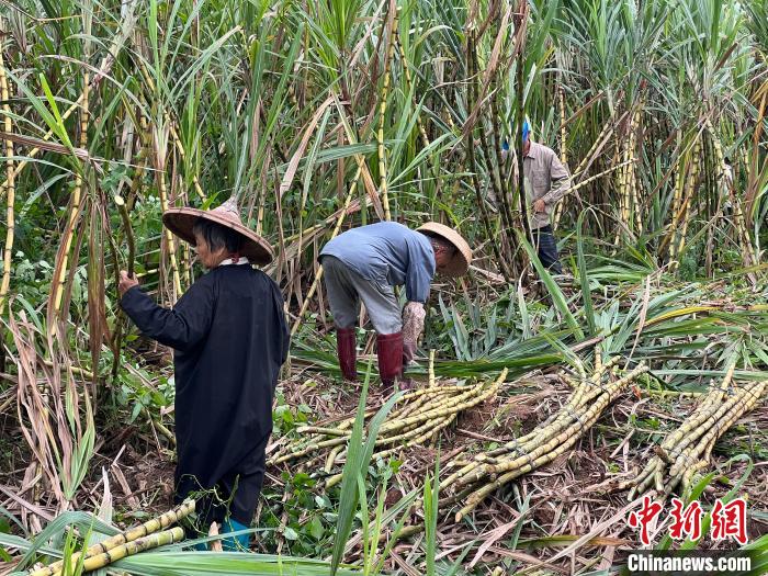 琼海的农户正在收割甘蔗，准备送往鲜友的工厂。　路梅 摄