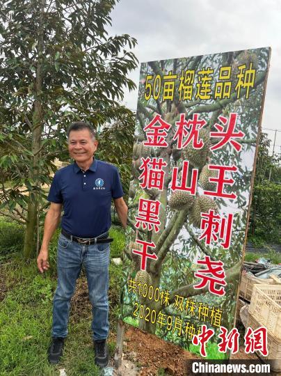 吴裕卿目前在50亩土地上种植了1000株、4个品种的榴莲果树。　路梅 摄