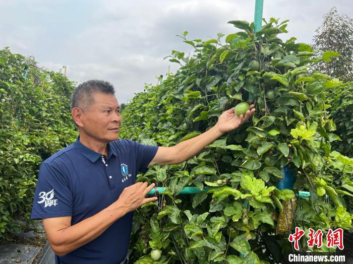 吴裕卿在榴莲果园里套种了“钦蜜纯甜”百香果，以提充分利用土地、提高产值。　路梅 摄