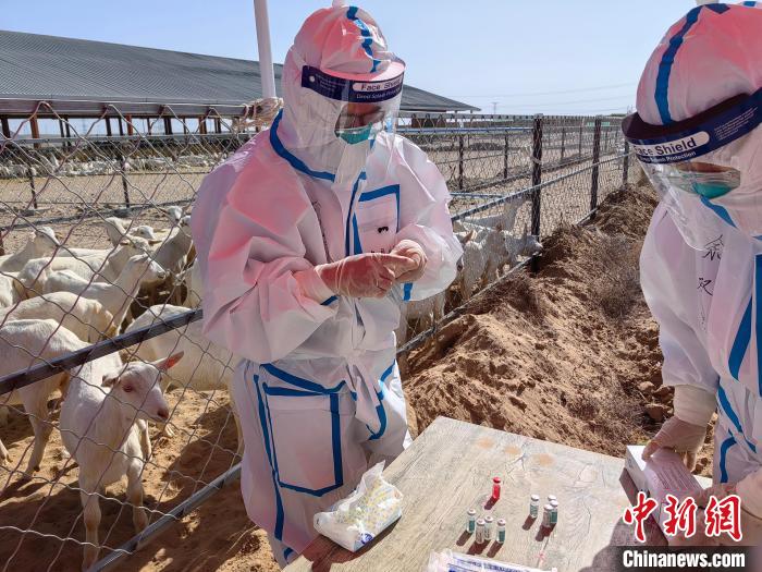 宁夏2023年首批进口种羊结束隔离检疫投入生产使用