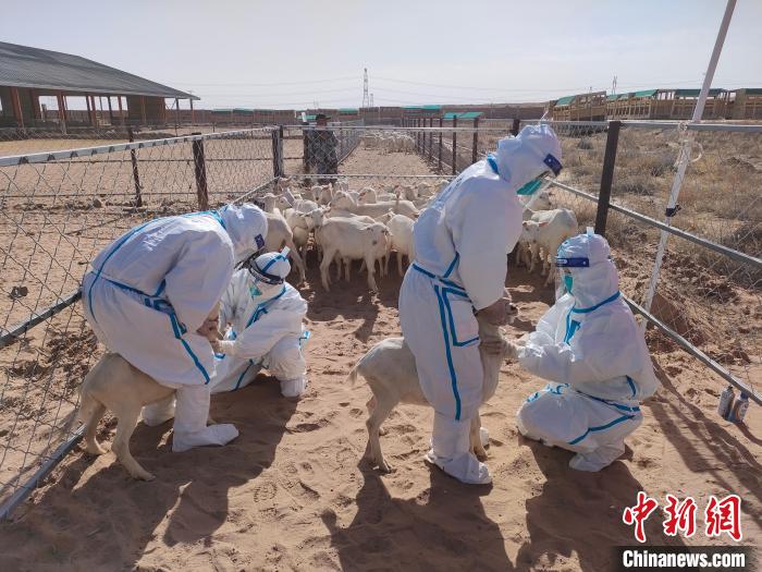 海关工作人员对进境种羊开展驻场监管。　银川海关供图