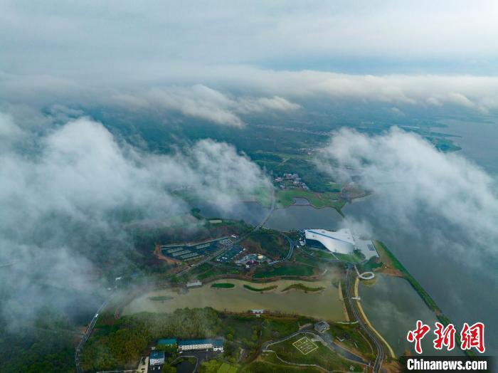 一场春雨过后，湖口县处处云雾缥缈苍翠掩映，美如画卷。　李学华 摄