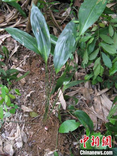 广西发现植物新种“卵药蜘蛛抱蛋”