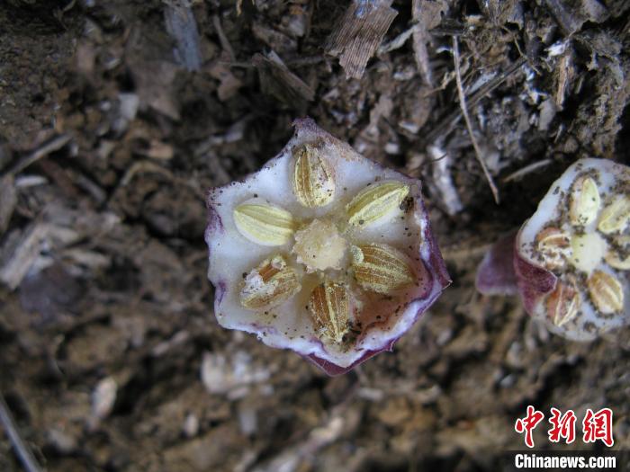 图为卵药蜘蛛抱蛋花外部妄想。　黄俞淞 摄