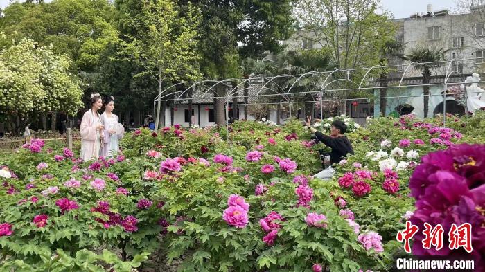 700多岁枯枝牡丹盛开盐城世遗核心地“牡丹经济”放异彩