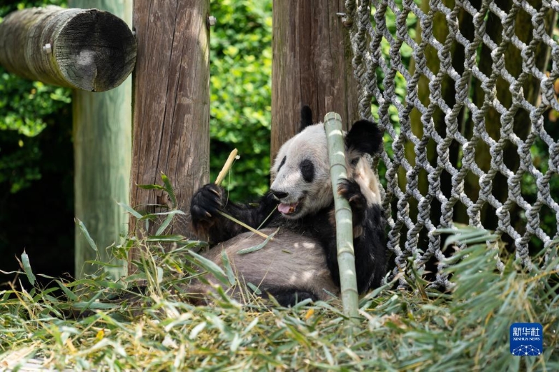 这是4月25日在美国田纳西州孟菲斯动物园拍摄的大熊猫“丫丫” 。新华社记者 刘杰 摄 3